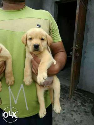 Labrador Retriever Puppies for sale
