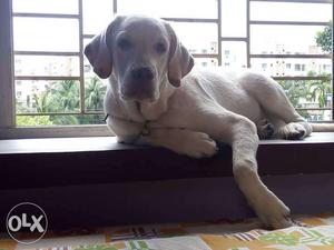 Labrador dog available for mating.Grand father import