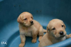 Labrador male and female puppy available