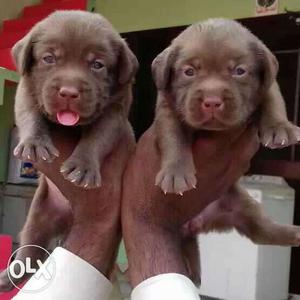 Labrador male chocolate puppies available