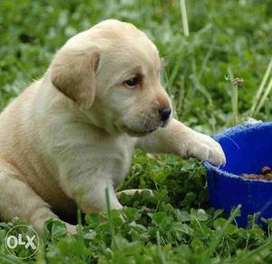 *Labrador puppies. *Female *Born on 01/June/