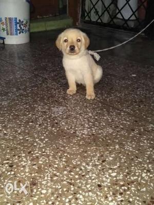 Labrador puppy male 2 months pure breed
