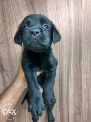Labrador retrieve puppy available at PETZOO