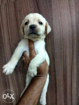Labrador retrieve puppy available at PETZOO super