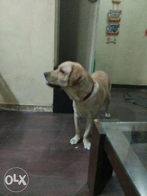 Labrasor white colour 1yrs old