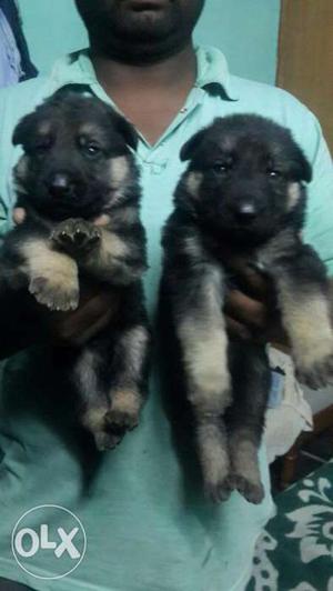 Long cort gsd puppy available All types of dog