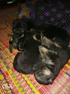 Long cote puppy's for sale