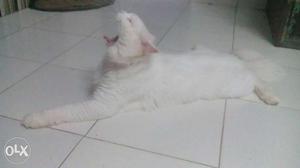 Long-furred White Cat