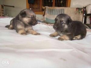 Low price 1 male and 6 female German Shepherd Puppies