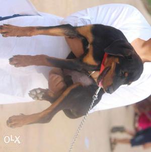 Mahogany Rottweiler 3 month male Puppy