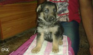 Male and female both German shepherd puppy with