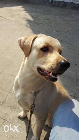 Male lab, age 1.6 mnths needs a mate for breeding