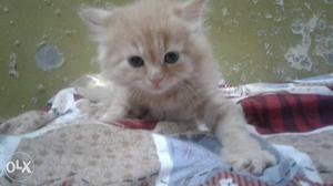 Male persian cat 1 and a half month old toilet