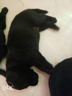 Medium-coated Black Puppy for sale