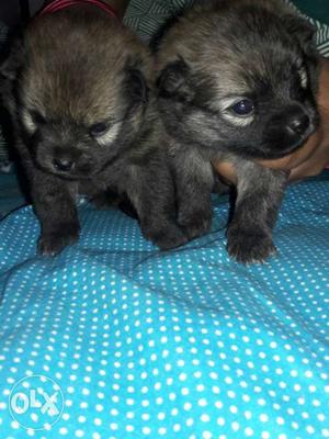 Miniature puppies male and female each rs