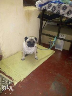 Once littered pug female good condition an very