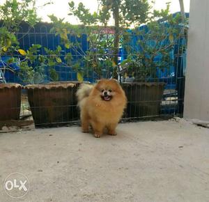 Orange Pomeranian