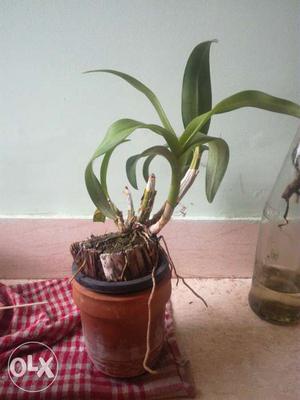Orchids plant