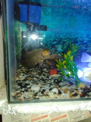 Oscar fish 4" at Begumpet