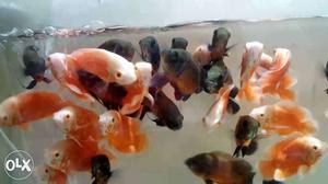 Oscars fish pair 500 SUPER quality or colors...