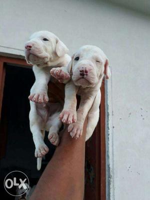 Pak.bully.Puppy.available.with.deliver
