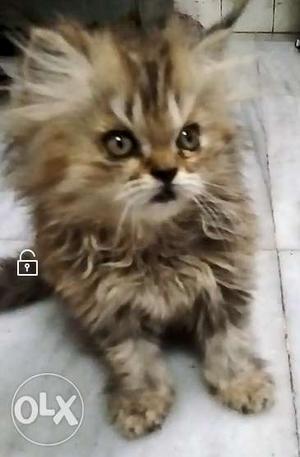 Persian kitten female 2 months triple coated hair