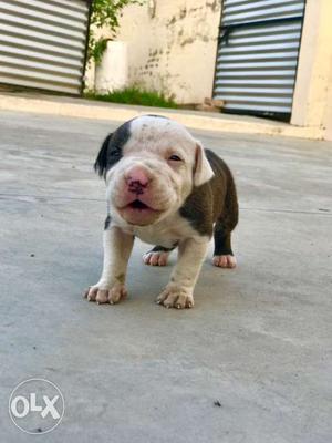 Pitbull male pup location distt hoshiarpur