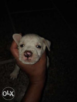 Pitbull xxl 25 days Puppy