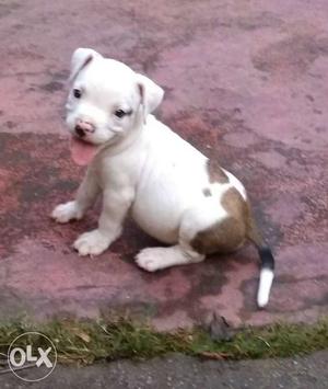 Pittbull male puppy in good and healthy condition