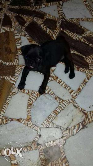 Pug female 2month