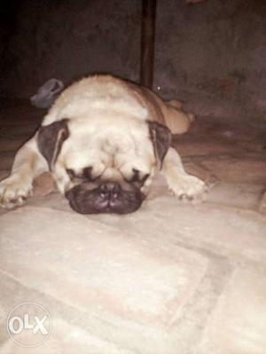 Pug male for sell age about 11 months fully