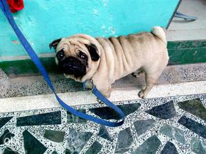 Pug male import line 1.6 years old available for