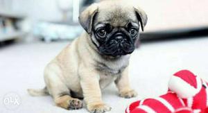 Pug male puppie