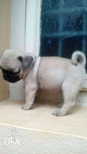 Pug puppies available low prices