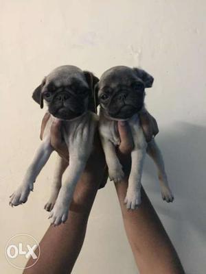 Pug puppies for sale in Pune quality male and