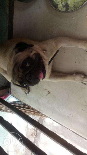 Pug with certificate male and female sale