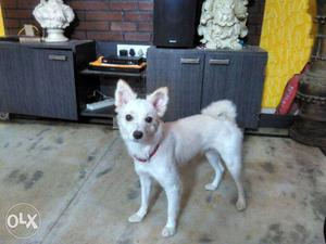 Pumerian Puppy Female.. 1 year old..