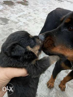 Punched nose broad head Rottweiler puppies
