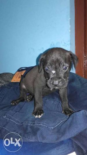 Pure black apbt pup for sale Hoshiarpur