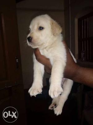 Pure breed High show quality Height labrador puppy