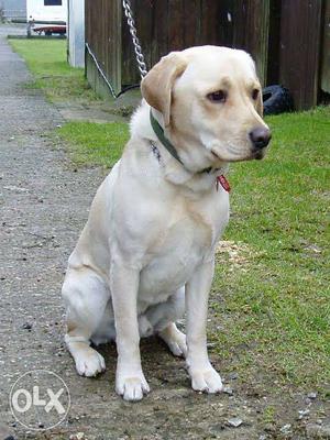 Pure lab dog,