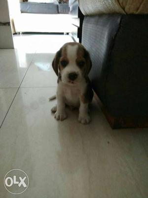 Pure original beagle puppy, 48 days old healthy