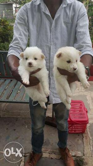 Quality Pomarain puppies Male and female puppies