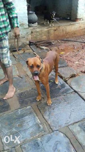 Red Boerboel