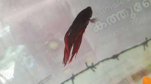 Red Fish (beta fish)