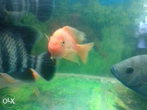 Red Parrott pair 4-5 inches very active fishes. urgent sell.