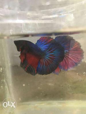 Rosetail betta males availble for sale.original