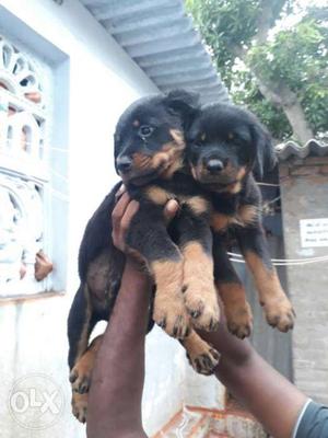 Rott female Puppy available