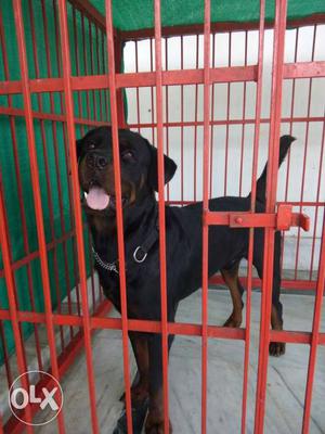 Rottweiler Male 1year.6month Old.NAME-JACK