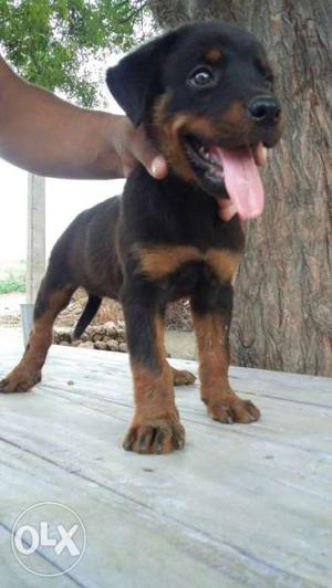 Rottweiler female sale puppy